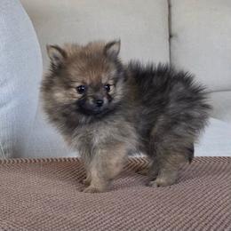 Girl 1 - Chocolate sable female Pomeranian puppy in Meridian, Idaho from Idaho_poms