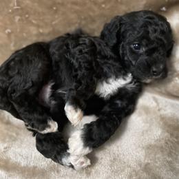 Poodle Puppies from Paradise Poodles