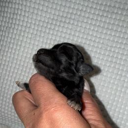 Cookies black girl - Black female Miniature Schnauzer puppy in Forest, Virginia from Prestige Kennel LLC