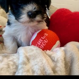 "Benz" Havanese Puppies from Rag Muffins