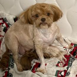 Shih Tzu puppies from Bayview Pups