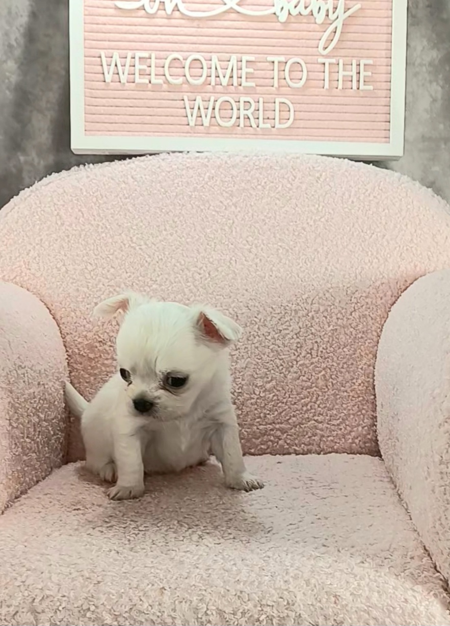 Boy 1 - Cream and white Chihuahua puppy in Redding, California from Akc ivy league chihuahua .  Com