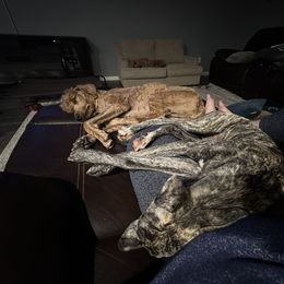 Poodle and Whippet All Grown Up from Charleston Reds Standard Poodles and Whippets