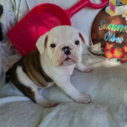 Flik - Fawn and white male Bulldog puppy in Cardington, Ohio from A & J Miniature Dachshunds & Bulldogs