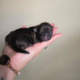 Donnie - Red male Shih Tzu puppy in Lancaster, Ohio from Wandering Tzu