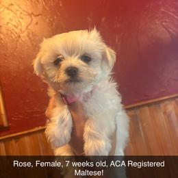 Maltese and Maltipoo Puppies from Playful Paws Maltese and Maltipoos