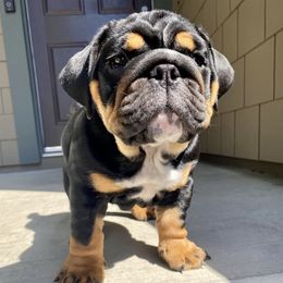 Bulldogs from Bully Proof English Bulldogs
