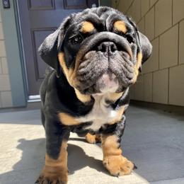 Bulldogs from Bully Proof English Bulldogs