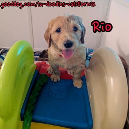 Rio - Cream female Goldendoodle puppy in Santa Cruz, California from Lu Doodles