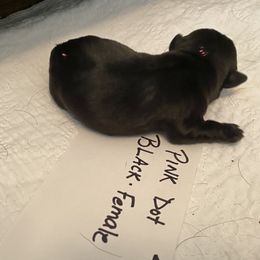 Luna pink - Black Pug puppy in Orange Park, Florida from Living the Dream Pugs of Jacksonville Florida
