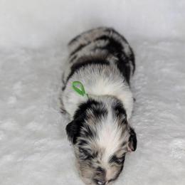 Green collar - Blue merle male Australian Shepherd puppy in Coulee City, Washington from Mr and Mrs Doodle Farm