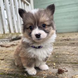 Letty (purple) fluffy - Sable and white female American Corgi puppy in East Oakdale, California from Rhettro Kennels
