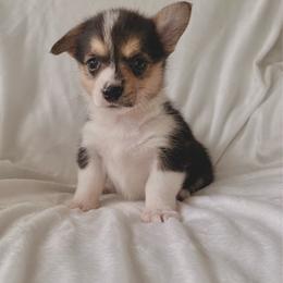 Girl 2 - Black and tan female Pembroke Welsh Corgi puppy in Northwood, Iowa from Sorrel Sands Corgis