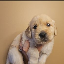Girl 4 - Golden female Golden Retriever puppy in Hamilton, Mississippi from Keller's Retrievers