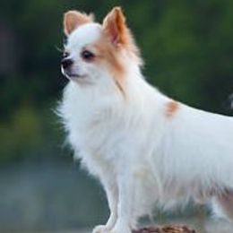 Chihuahuas from Rambling Starz Kennels