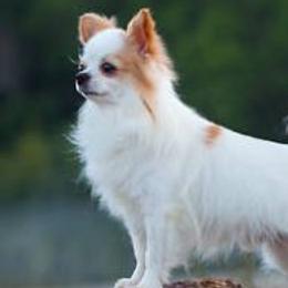 Chihuahuas from Rambling Starz Kennels