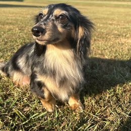 Tinley - Dachshund
