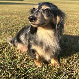 Tinley - Dachshund