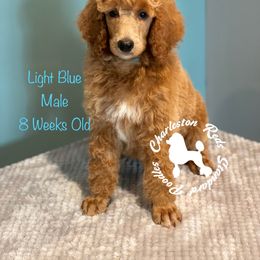 Poodle Puppies from Charleston Reds Standard Poodles