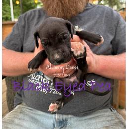 Black Eyed Pea - Black female Great Dane puppy in Medford, New York from Alchemy Danes