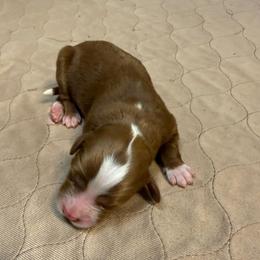Girl 2 - Red  female Goldendoodle puppy in Ozark, Missouri from Halo Doodles