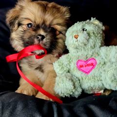 Garbanzo Bean - Sable male Tibetan Spaniel puppy in Vancouver, Washington from Trillium Tibetan Spaniels