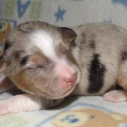 Miniature Australian Shepherds from High Mountain Aussies