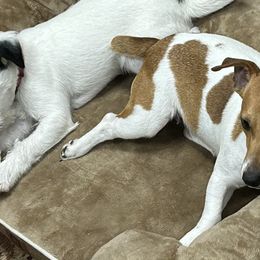 Russell Terriers from Jerome Russell Terriers