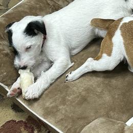 Russell Terriers from Jerome Russell Terriers