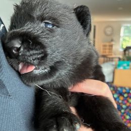 Niko - Black male German Shepherd puppy in Purcellville, Virginia from Firelight Farm