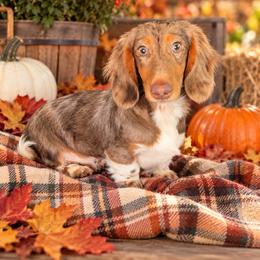 Huck - Dapple male Dachshund puppy in Ranger, Georgia from Muscadine Meadows Poodles and Doodles