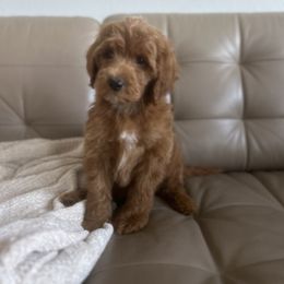 Goldendoodle and Poodle Puppies from Poodle lovers