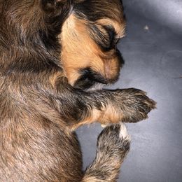 Havanese Puppies from Peace Love Havanese