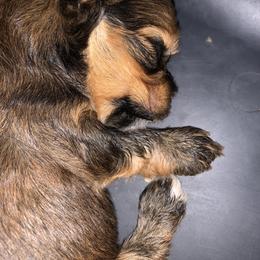 Havanese Puppies from Peace Love Havanese