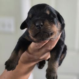 Lil Filou - Black and mahogany male Rottweiler puppy in Salt Lake City, Utah from Snubnose Rottweilers LLC