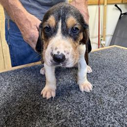Treeing Walker Coonhound Puppies from Cherry creek kennel