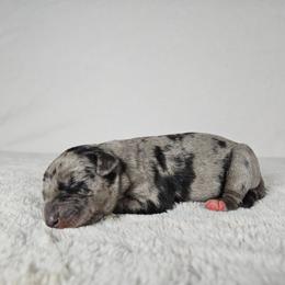 Marshal - Blue merle male Catahoula Leopard Dog puppy in Doerun, Georgia from Twig & Tail Puppies