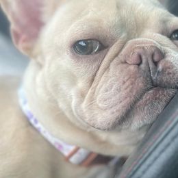 French Bulldogs from Red Label Frenchies