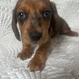 Dachshund Puppies from Works Farm Dachshunds