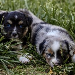 Miniature Australian Shepherds from Shine Blue Kennel