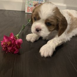 Cavalier King Charles Spaniel Puppies from Central Valley Cavaliers
