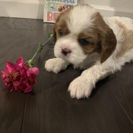 Cavalier King Charles Spaniel Puppies from Central Valley Cavaliers