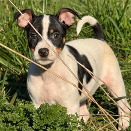 Copper - Black white and tan male Rat Terrier puppy in Molalla, Oregon from The Puppy Patch Rat Terriers