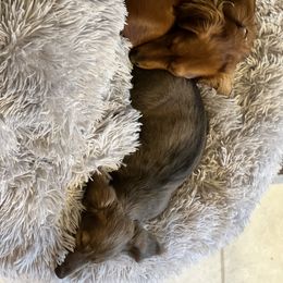 Dachshund Puppies from HP Dachs