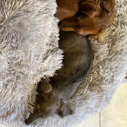 Dachshund Puppies from HP Dachs