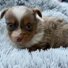 Willow - Red merle female Toy Australian Shepherd puppy in Ambrose, Georgia from Brandilyn's Aussies