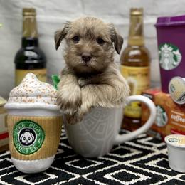 Miniature Schnauzer Puppies from Schnauzers on Robinson Lane