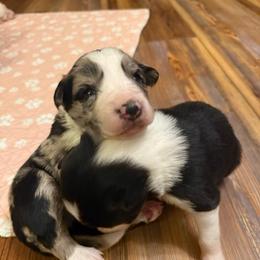 Oliver boy - Blue merle male Border Collie puppy in Fairview, Tennessee from Hoffman Forest Acres LLC