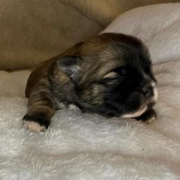 Coco - Brindle and white female Shih Tzu puppy in Reading, Michigan from You Little Shih-tzu’s 😊