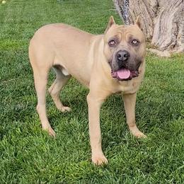 brodie - Cane Corso